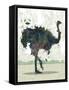 Ostrich-Teofilo Olivieri-Framed Stretched Canvas