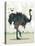 Ostrich-Teofilo Olivieri-Stretched Canvas