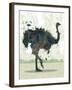 Ostrich-Teofilo Olivieri-Framed Giclee Print