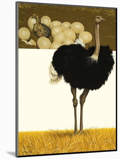 Ostrich-David Nockels-Mounted Giclee Print