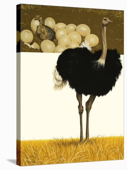 Ostrich-David Nockels-Stretched Canvas