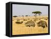 Ostriches and Wildebeests-Hal Beral-Framed Stretched Canvas