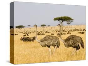 Ostriches and Wildebeests-Hal Beral-Stretched Canvas