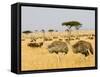 Ostriches and Wildebeests-Hal Beral-Framed Stretched Canvas