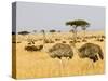 Ostriches and Wildebeests-Hal Beral-Stretched Canvas