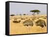 Ostriches and Wildebeests-Hal Beral-Framed Stretched Canvas