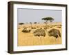 Ostriches and Wildebeests-Hal Beral-Framed Premium Photographic Print