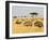 Ostriches and Wildebeests-Hal Beral-Framed Premium Photographic Print