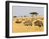 Ostriches and Wildebeests-Hal Beral-Framed Premium Photographic Print