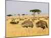 Ostriches and Wildebeests-Hal Beral-Mounted Premium Photographic Print