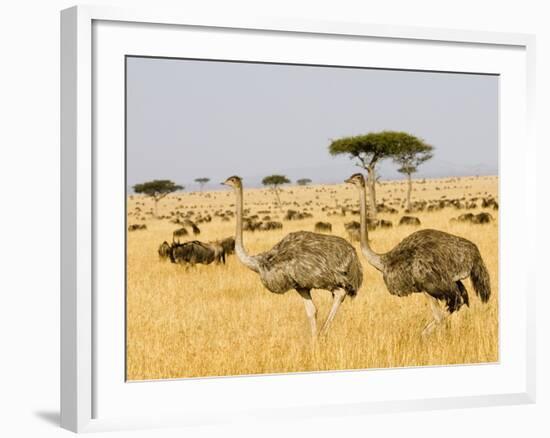 Ostriches and Wildebeests-Hal Beral-Framed Photographic Print