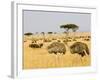 Ostriches and Wildebeests-Hal Beral-Framed Photographic Print