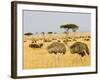 Ostriches and Wildebeests-Hal Beral-Framed Photographic Print