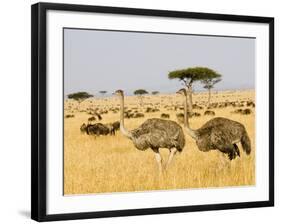 Ostriches and Wildebeests-Hal Beral-Framed Photographic Print