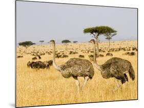 Ostriches and Wildebeests-Hal Beral-Mounted Photographic Print