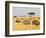 Ostriches and Wildebeests-Hal Beral-Framed Photographic Print