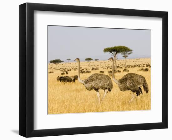 Ostriches and Wildebeests-Hal Beral-Framed Photographic Print