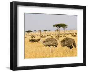 Ostriches and Wildebeests-Hal Beral-Framed Photographic Print