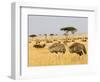 Ostriches and Wildebeests-Hal Beral-Framed Photographic Print