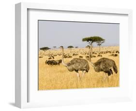 Ostriches and Wildebeests-Hal Beral-Framed Photographic Print