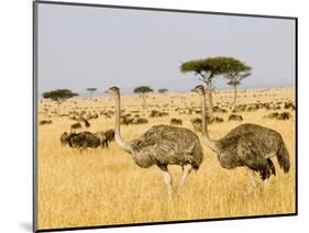 Ostriches and Wildebeests-Hal Beral-Mounted Photographic Print
