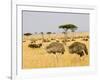 Ostriches and Wildebeests-Hal Beral-Framed Photographic Print