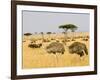 Ostriches and Wildebeests-Hal Beral-Framed Photographic Print