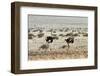 Ostriches Running-mezzotint-Framed Photographic Print