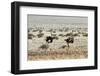 Ostriches Running-mezzotint-Framed Photographic Print