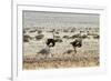 Ostriches Running-mezzotint-Framed Photographic Print