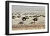 Ostriches Running-mezzotint-Framed Photographic Print