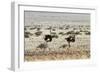 Ostriches Running-mezzotint-Framed Photographic Print