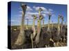 Ostriches, Struthio Camelus, on Ostrich Farm, Western Cape, South Africa, Africa-Steve & Ann Toon-Stretched Canvas