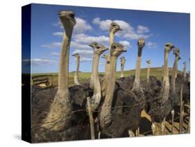 Ostriches, Struthio Camelus, on Ostrich Farm, Western Cape, South Africa, Africa-Steve & Ann Toon-Stretched Canvas