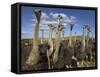 Ostriches, Struthio Camelus, on Ostrich Farm, Western Cape, South Africa, Africa-Steve & Ann Toon-Framed Stretched Canvas