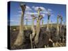 Ostriches, Struthio Camelus, on Ostrich Farm, Western Cape, South Africa, Africa-Steve & Ann Toon-Stretched Canvas