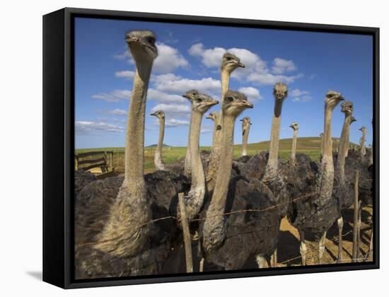 Ostriches, Struthio Camelus, on Ostrich Farm, Western Cape, South Africa, Africa-Steve & Ann Toon-Framed Stretched Canvas