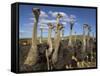 Ostriches, Struthio Camelus, on Ostrich Farm, Western Cape, South Africa, Africa-Steve & Ann Toon-Framed Stretched Canvas