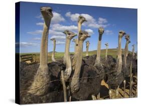 Ostriches, Struthio Camelus, on Ostrich Farm, Western Cape, South Africa, Africa-Steve & Ann Toon-Stretched Canvas