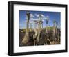 Ostriches, Struthio Camelus, on Ostrich Farm, Western Cape, South Africa, Africa-Steve & Ann Toon-Framed Photographic Print