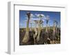 Ostriches, Struthio Camelus, on Ostrich Farm, Western Cape, South Africa, Africa-Steve & Ann Toon-Framed Photographic Print