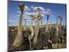 Ostriches, Struthio Camelus, on Ostrich Farm, Western Cape, South Africa, Africa-Steve & Ann Toon-Mounted Photographic Print