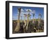 Ostriches, Struthio Camelus, on Ostrich Farm, Western Cape, South Africa, Africa-Steve & Ann Toon-Framed Photographic Print