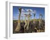 Ostriches, Struthio Camelus, on Ostrich Farm, Western Cape, South Africa, Africa-Steve & Ann Toon-Framed Photographic Print