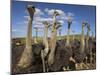 Ostriches, Struthio Camelus, on Ostrich Farm, Western Cape, South Africa, Africa-Steve & Ann Toon-Mounted Photographic Print