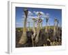 Ostriches, Struthio Camelus, on Ostrich Farm, Western Cape, South Africa, Africa-Steve & Ann Toon-Framed Photographic Print