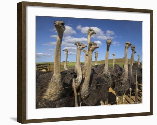 Ostriches, Struthio Camelus, on Ostrich Farm, Western Cape, South Africa, Africa-Steve & Ann Toon-Framed Photographic Print