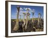 Ostriches, Struthio Camelus, on Ostrich Farm, Western Cape, South Africa, Africa-Steve & Ann Toon-Framed Photographic Print