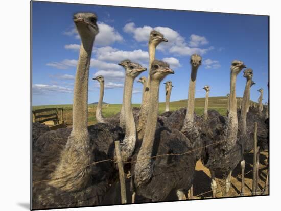 Ostriches, Struthio Camelus, on Ostrich Farm, Western Cape, South Africa, Africa-Steve & Ann Toon-Mounted Photographic Print