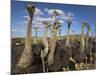 Ostriches, Struthio Camelus, on Ostrich Farm, Western Cape, South Africa, Africa-Steve & Ann Toon-Mounted Photographic Print